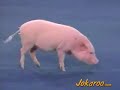 Cerdito amaestrado de circo