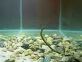 Shaky Head Test! Berkley Powerbait Power Shaky Worm