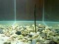 Shaky Head Test! Berkley Powerbait Power Shaky Worm