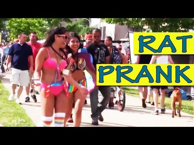 Gay Pride Rat Prank