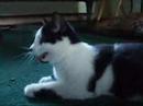 chat-chien st-hubert