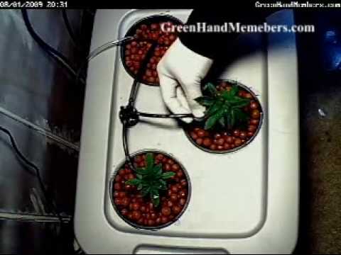 how to grow weed hydroponically