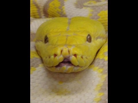 YouTube reptile video