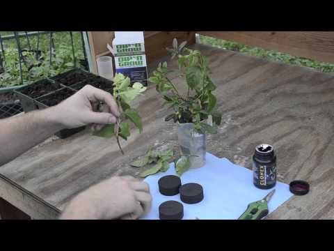 how to clone with dip n grow