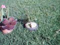 plantas