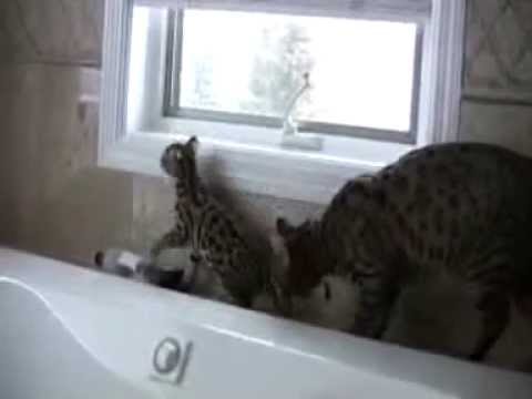 LEOPARD CAT +