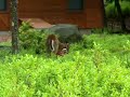 Local Wildlife : Deer Feeding Baby Local Wildlife : Deer Feeding Baby