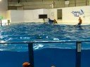 Noboribetsu Marine Park -dolphin show -4