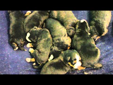 Bernese mountain dog puppies at 2 weeks old