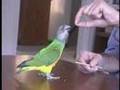 Happily Ever After with Parrots! A Learning Game