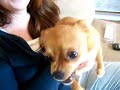janie-the-psycho-chihuahua.html