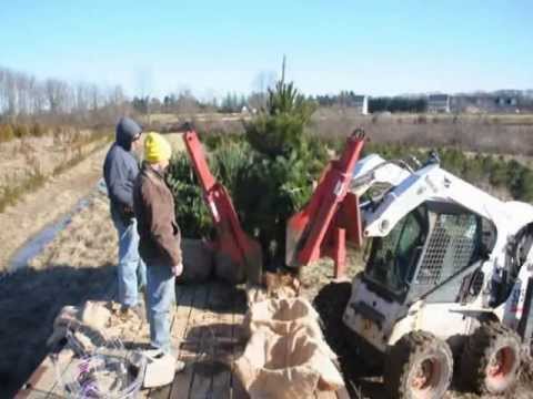 how to transplant a 5 year old tree