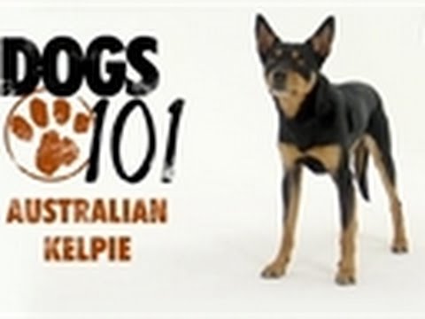 how to train kelpie dog