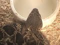 Eastern Diamondback Rattlesnake babies at KRZ