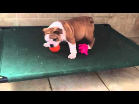 Female Peanut Butter bulldog puppy