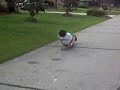 will longboardin will longboardin