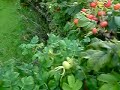 bee flying in slow motion