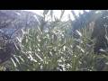 videos de zi6 0061