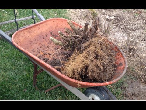 How to Remove a Hedge and Dig out the Stumps