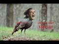 galatasaray_videos galatasaray_videos