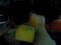 videos de TAKHS LEOFOREIO PAKISΤAN.3gp