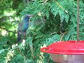 Broad-billed Male Hummingbird Broad-billed Male Hummingbird