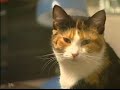 TV Reporter Cat Attack