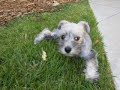 My moms pup: Sabastian.