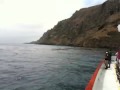 videos de YellowTail Fishing