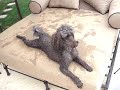 Psyco Poodle