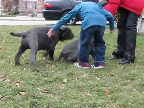 neapolitan mastiff