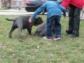 videos de TDYChang Neapolitan Mastiff's Super Puppies