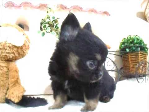 YouTube Preview Image