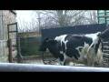 videos de Breeder man getting Katie pregnant with artificial insemination