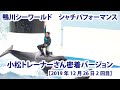 【2019年12月26日2回目】鴨川シーワールド　シャチパフォーマンス　小松トレーナーさん密着バージョン