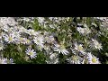 Honey bee flying around Asters Honey bee flying around Asters