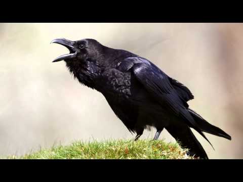 Raven ~ bird call