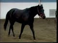 Horse Conformation: Stride evaluation, as seen on eXtension