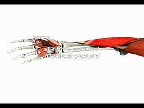 Musculus brachioradialis