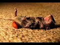 Triclops! Love Song For The Botfly