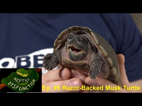 YouTube reptile video