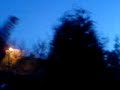 tree jump