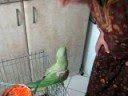 videos de Cookie 2
