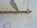 videos de dicepcion de un anelido en zoologia agronomia ucm