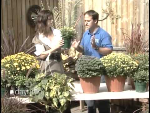 how to replant dead mums