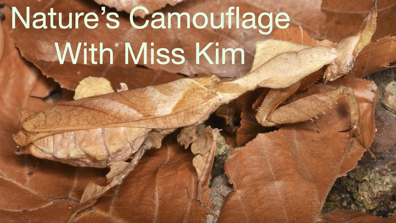 Nature's Camouflage with Miss Kim