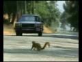 Squirrel playing a prank