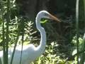 Great Egrets on the UL Lafayette Campus