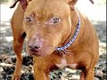 pit bulls aret mean! pit bulls aret mean!