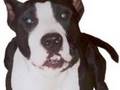 pit bulls aret mean!